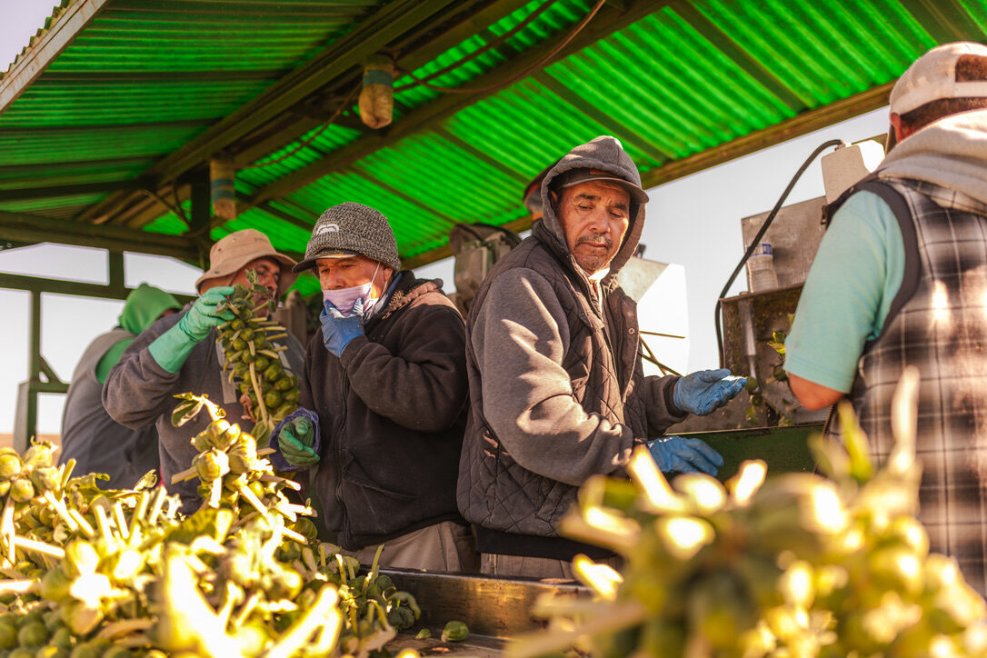 Farmworkers sorting produce together under a packing shed roof