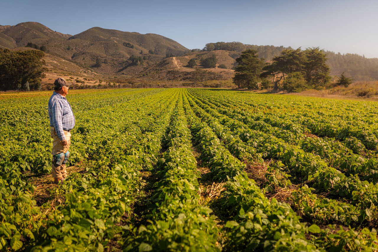 Senior farmworker standing alone, looking out over rows of crops with Coastside mountains behind him