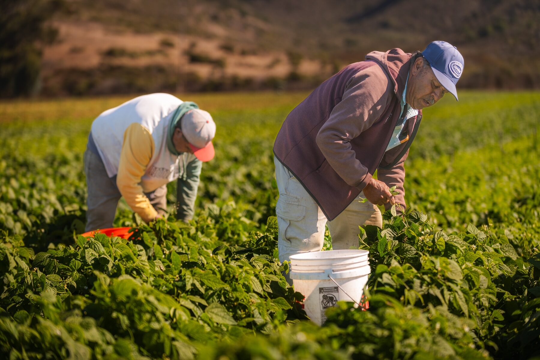 Farmworkers picking crops in a Coastside field, mountains in the distance